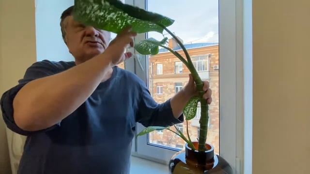 Диффенбахия смотреть онлайн