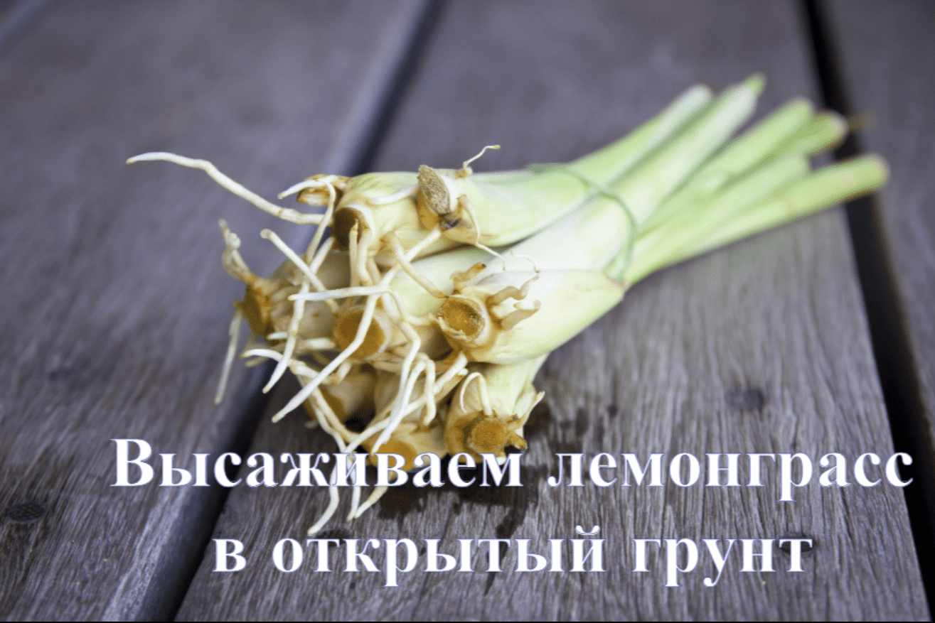 Как сажать лемонграсс в открытый грунт. Высаживаем рассаду лемонграсса в открытый грунт. смотреть онлайн