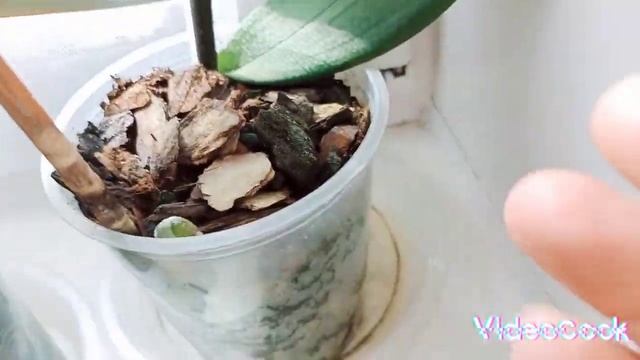 Обзор Орхидей на Июнь ☺️И как я проверяю влажность палочками смотреть онлайн