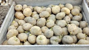 Как правильно выбрать семенной картофель для посадки