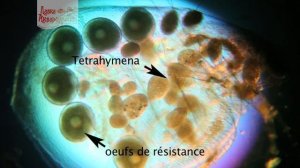 Тетрахимены - "убийцы гуппи". Симптомы и лечение