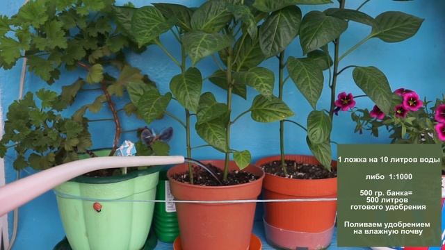 Находка 4 серия. Как правильно разводить удобрения и поливать растения. смотреть онлайн