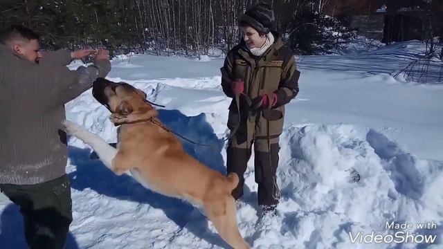 Алабай , телохранитель смотреть онлайн