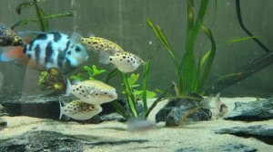 tetradon nigroviridis / зелёные тетрадоны
кормим зеленых тетрадонов