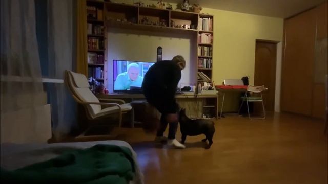 Французский бульдог дома
#французскийбульдог #баскетбол смотреть онлайн