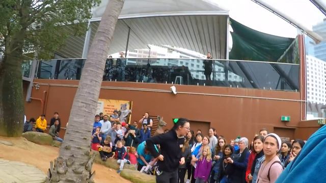 ? КОАЛЫ ? / КЕНГУРУ/ ПАУКИ ? в WILD LIFE SYDNEY ?♀️ смотреть онлайн