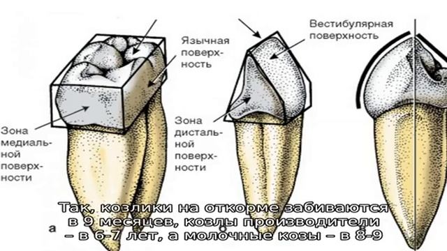 Сколько живут козы? смотреть онлайн