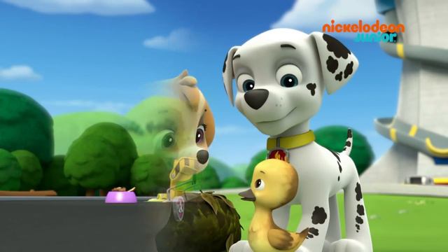 Paw Patrol : La Pat'Patrouille | Compilation Rescousse | NICKELODEON JUNIOR