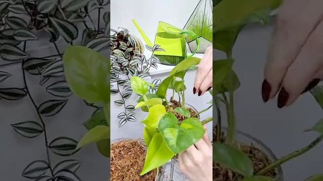 Epipremnum Global Green — необычная вариация популярного и изящного Epipremnum Aureum.