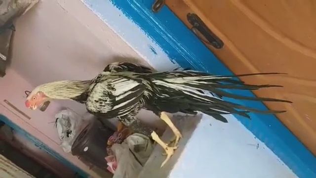 parrot beak long tail.meter tail aseel#dasi #java #fighter #short смотреть онлайн