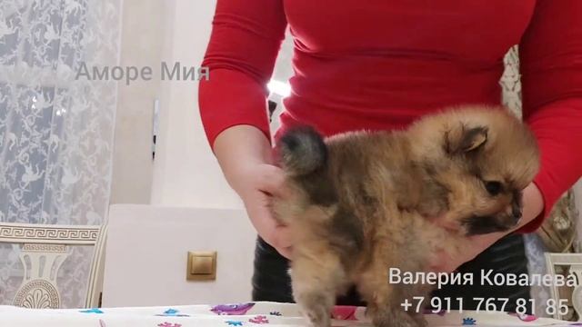 Померанский шпиц, мини, девочка,мишка смотреть онлайн