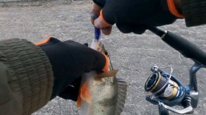 Мордатый окунь весной на спиннинг с берега | Ультралайт против микроджига