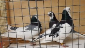 Чистопольские голуби, самцы.