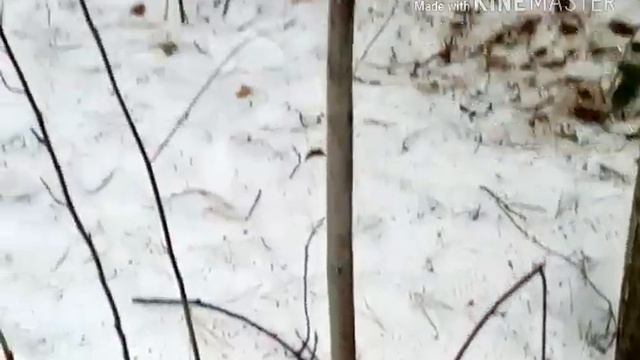 Турбаза Кедр смотреть онлайн