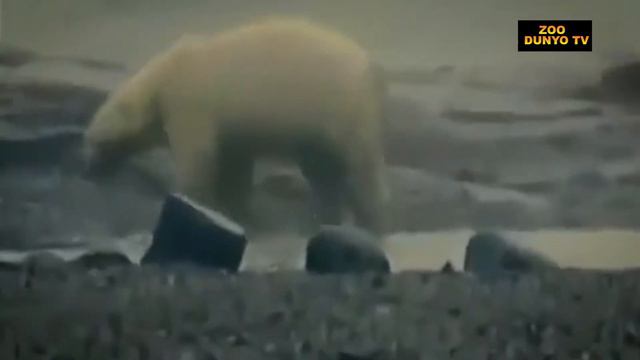 MORJ | UZUN VA O'TKIR TISHGA EGA ARKTIKANING ZIRHLI TANKI GIGANT MORJ! смотреть онлайн