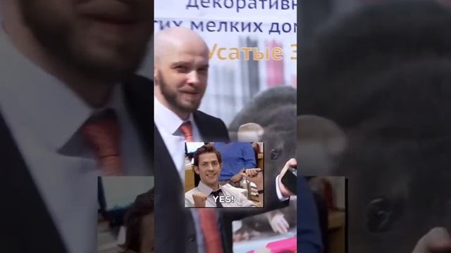 Случился внезапный день крыс #крысы смотреть онлайн