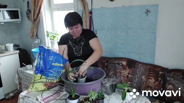 Разбираем семена,сажаем рассаду.,..Готовим беш смотреть онлайн