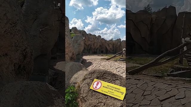 Бурый медведь в зоопарке в Ижевске смотреть онлайн