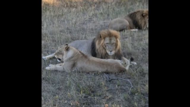 Чудо рождения в саванне Тайгана! смотреть онлайн
