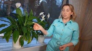 ПОЧЕМУ ЧЕРНЕЮТ ЛИСТЬЯ У СПАТИФИЛЛУМА?