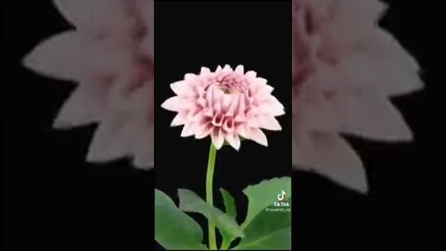 !+ ЦВЕТОЧНЫЙ ВАЛЬС!!!!!!!! смотреть онлайн