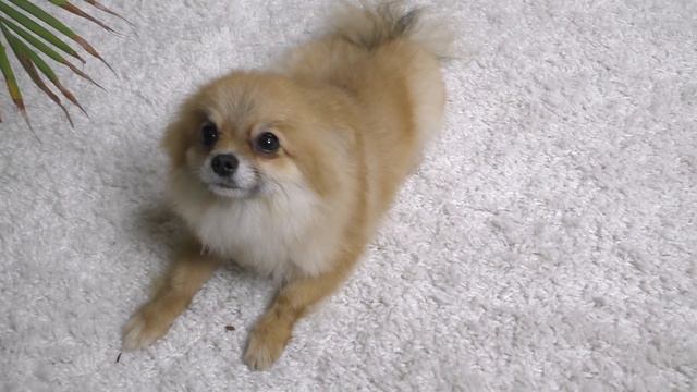 КАК КОТ МАКС был поваром, но что то пошло не так. Галчата тв.