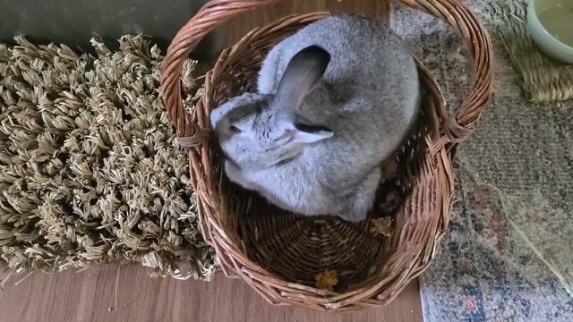 Sugar bunny in a basket смотреть онлайн
