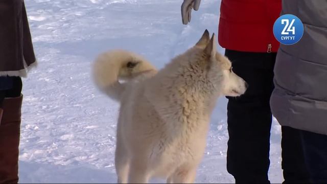 Знать собаку по индивидуальному номеру смотреть онлайн