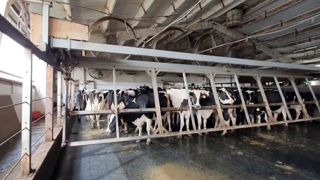 Французское резиновое покрытие в накопителе. смотреть онлайн