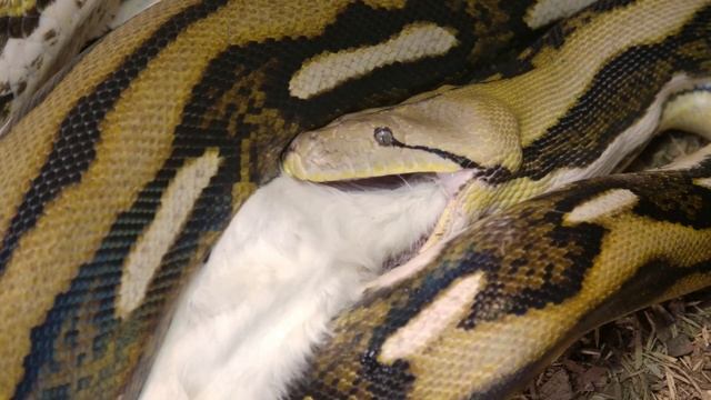 CRUZAMENTO DE PÍTON COM SUCURI, inacreditável!! смотреть онлайн