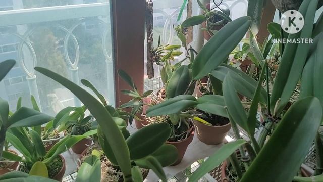 Cattleya. Нюансы ухода. смотреть онлайн