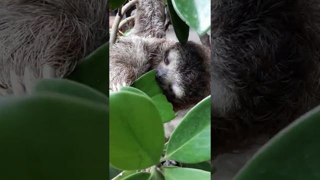 Perezoso/Sloths "Ginger" comiendo Copé (clusia rosea) смотреть онлайн