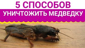 5 ПРОСТЫХ СПОСОБОВ КАК ИЗБАВИТЬСЯ ОТ  МЕДВЕДКИ!