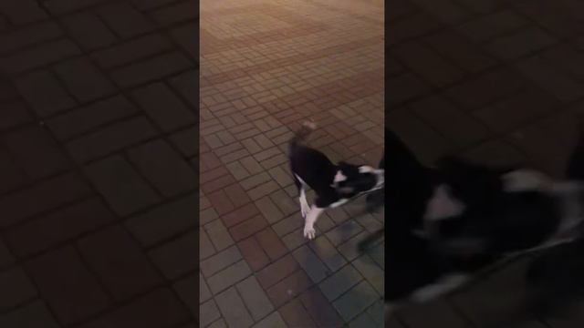 Прогулка по набережной )))игры Американского булли с Амстаффом,Американский булли#American bullu X смотреть онлайн