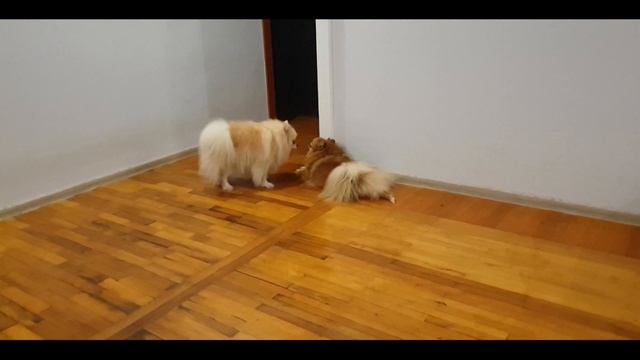 Померанский шпиц ? Маленькая игривая порода собак смотреть онлайн