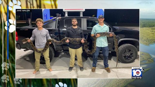 3 Amateur hunters capture massive python смотреть онлайн