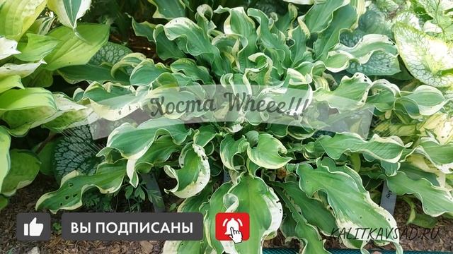Хоста Wheee!!! в саду смотреть онлайн