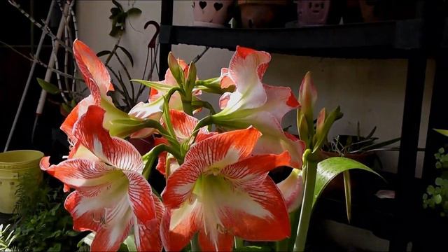 Amaryllis blooms 5-3-18 смотреть онлайн