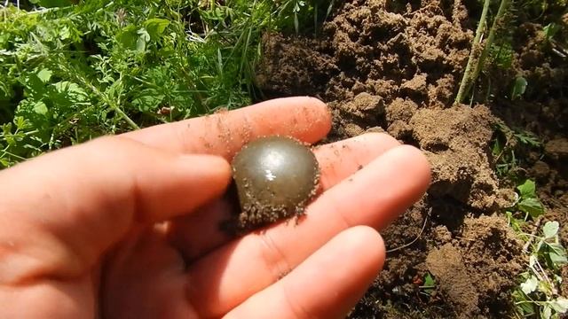 Поиск золота в диком лесу Minelab X Terra 705 & Garrett Ace 250 смотреть онлайн