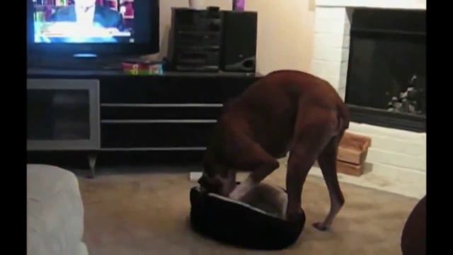 Самые смешные приколы с домашними животными смотреть онлайн