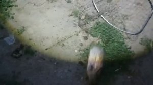 мой подписчик поймал трофейных сомов#дагестан #рыбалка #трофей #средний #канал #отдых #тушиловка