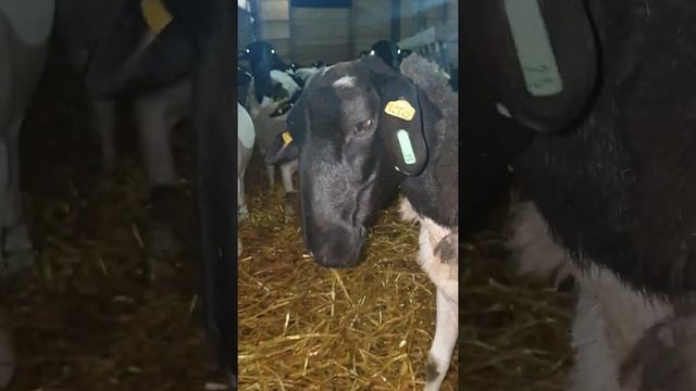 Дорпер, подстилка в овчарне, ручные дорперы, линька смотреть онлайн