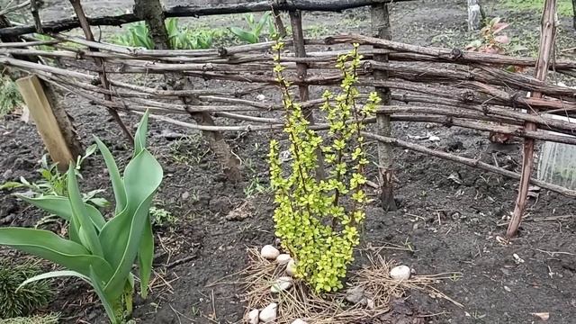 Мой САД в апреле! Цветут нарциссы, весенних красок всё больше! Приглашаю! смотреть онлайн