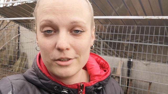 Вес Кобб-500 в 30 дней. Вывод несушек Ломан Браун. Новые бройлеры. смотреть онлайн