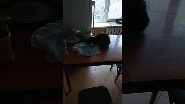 Кот по кличке "Пух" ворует блинчики. смотреть онлайн