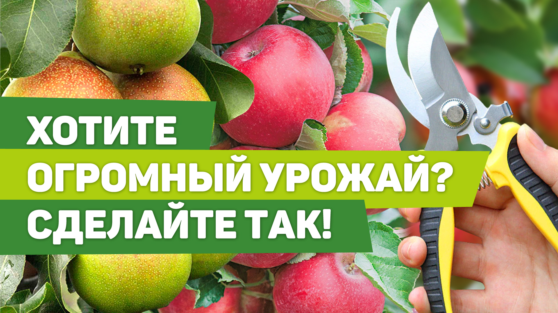 ВЕСЕННЯЯ ОБРЕЗКА ЯБЛОНЬ И ГРУШ. От нее зависит урожай смотреть онлайн