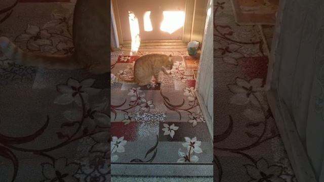 Рыжик - как хозяин дачи встречает хозяев и рассказывает новости смотреть онлайн