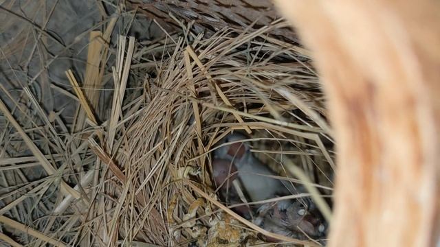Java finch progress|| Java Sparrow Eggs and Babies || смотреть онлайн