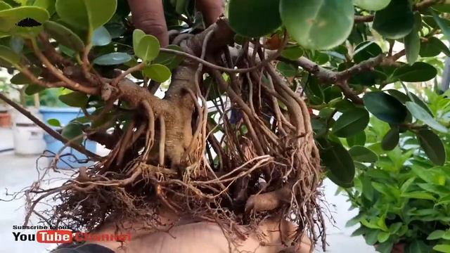 How to make Ficus Microcarpa | Chinese banyan | Bonsai Step by Step Season : 2 смотреть онлайн