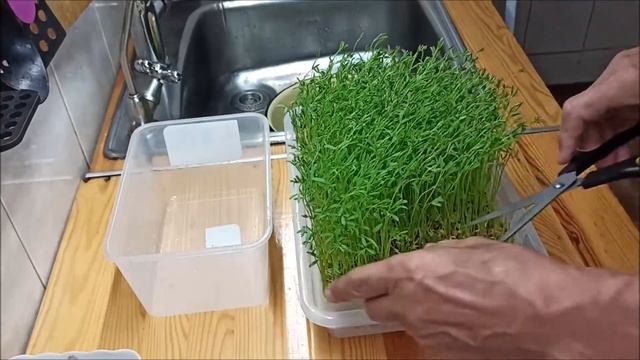 Проростки чечевицы до зелёной травки+рецепт смузи смотреть онлайн